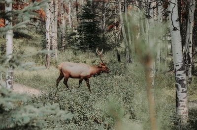在森林里散步的棕色驯鹿